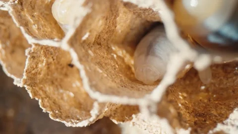 Wasp Larva Inside Hexagonal Nest Cell Stock Footage 337204963