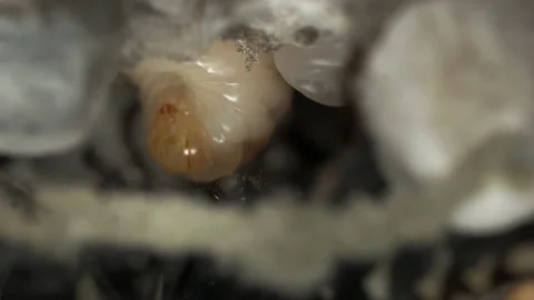 Wasp Larva Macro Video stock 143613293