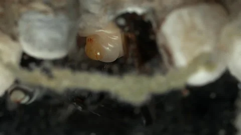 Wasp Larva Macro Video stock 143613496