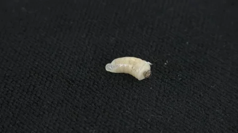 Wasp larvae Video stock 130648364