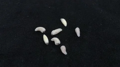 Wasp larvae Video stock 130648996