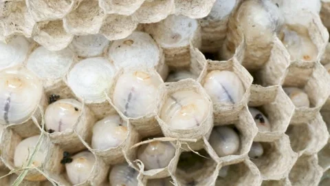 Wasp larvae in hive macro shot Stock Footage 338052297
