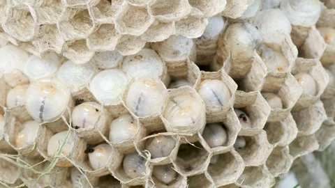 Wasp larvae moving inside hive Close up Stock Footage 338052379