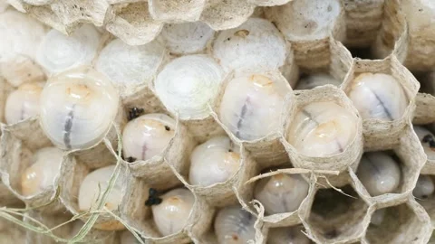 Wasp larvae moving within hive cells Macro close up Stock Footage 338120942