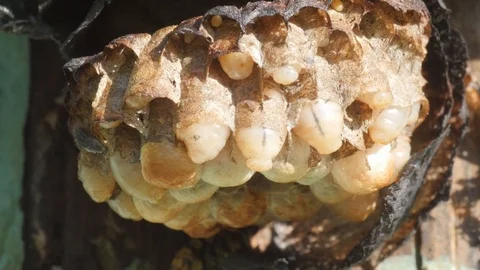 Wasp larvae in the nest, macro Stock Footage 90096247