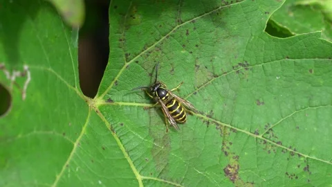 Wasp on leaf Stock Footage 243489261