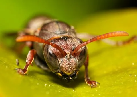 Wasp on leaf 写真素材