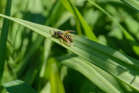 Wasp on a leaf Foto stock