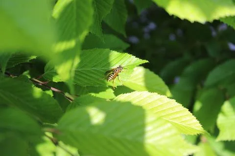 Wasp on leaf Stock Photos