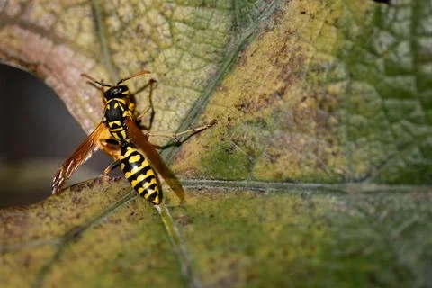 Wasp on leaf with room for copy. Stock Photos