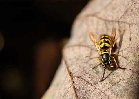 Wasp on leaf with room for copy. Stock Photos