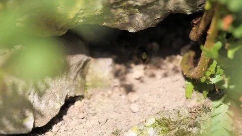 A wasp is leaving its nest Stock Footage 116389659