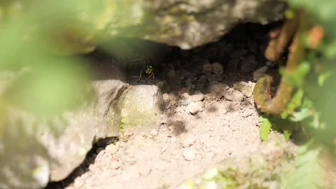 A wasp leaving its nets Stock Footage 116389663