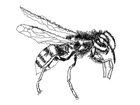 Wasp line art Stock Illustration