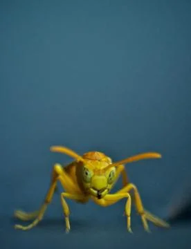 Wasp looking into the camera Stock Photos