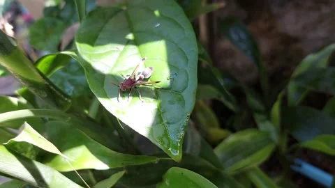 Wasp looking for food Stock-Footage 260453088