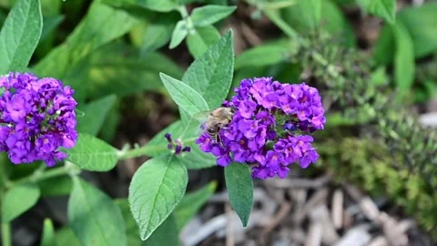 Wasp looking for pollen Stock Footage 249551773