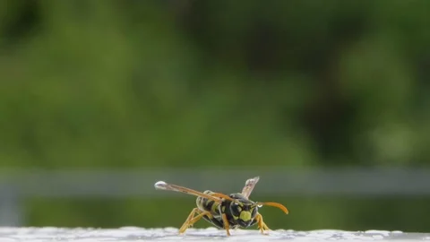 Wasp looking at you in close up Stock Footage 135171316