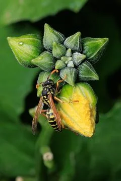 Wasp on Luffa Flower Buds with Leaf Background Stock Photos