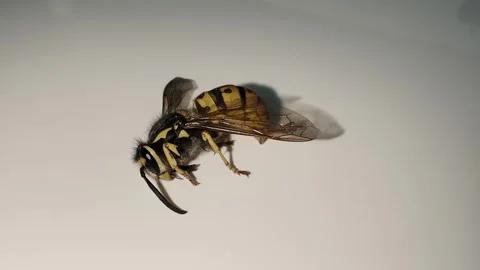 Wasp lying on side moving legs 库存影片 314805706