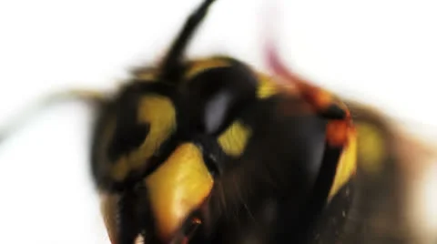 Wasp macro 01 Stock Footage 22850200