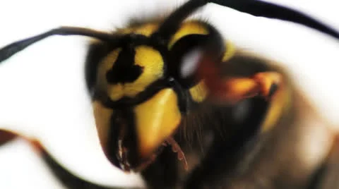 Wasp macro 02 Video stock 22850627