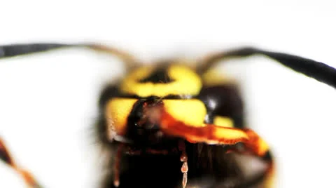 Wasp macro 03 動画素材 22855755