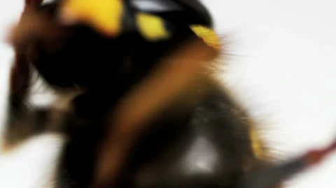Wasp macro 04 Video stock 22852131