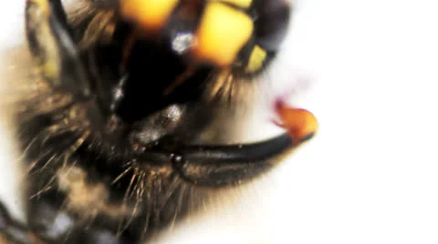 Wasp macro 05 Vídeo Stock 22850101