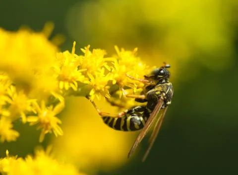 Wasp macro flower Stock Photos