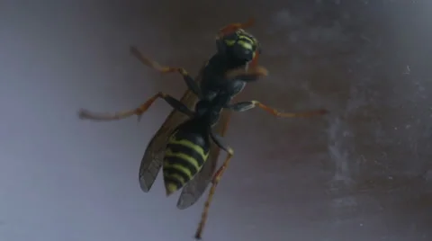 Wasp macro Stock Footage 33612965