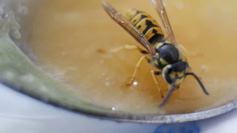 Wasp  macro 스톡 동영상 93742409