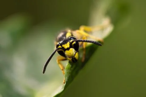 Wasp. macro Stock Photos