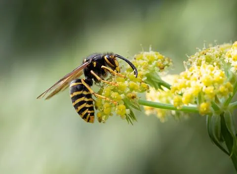 Wasp Macro Stock Photos