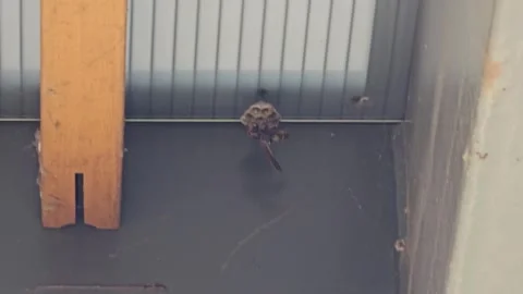 Wasp is making the nest Vídeos de archivo 274470659