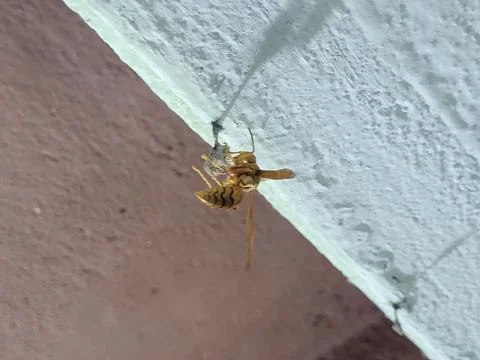 Wasp making nest Stock-Fotos