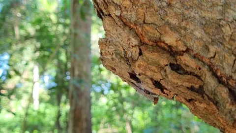 A wasp on a mango tree in the grove Stock Footage 275902050