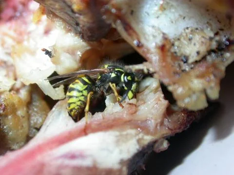 Wasp on the meat Stock Photos