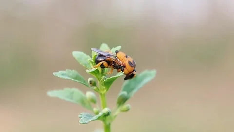 Wasp Mimic Hoverfly Perched on Green Plant Wildlife Macro Slow Motion FHD Stockbeeldmateriaal 321071571