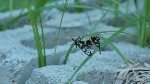 Wasp moth mating under the grass leaf Stock Footage 104718144