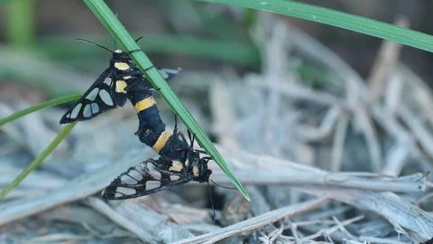 Wasp moth mating under the grass leaf Stock Footage 104718427