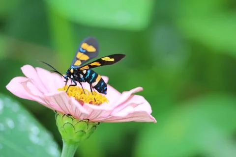 Wasp moth or euchromia polymena sucking the juice of pink flower with blurr.. Stock Photos