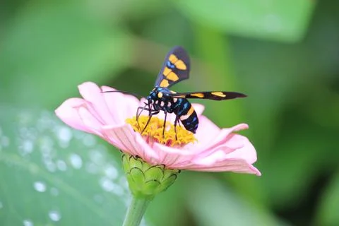 Wasp moth or euchromia polymena sucking the juice of pink flower with blurr.. Stock Photos