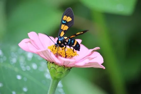 Wasp moth or euchromia polymena sucking the juice of pink flower with blurr.. Stock Photos