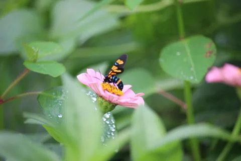 Wasp moth or euchromia polymena sucking the juice of pink flower with blurr.. Stock Photos