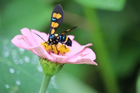 Wasp moth or euchromia polymena sucking the juice of pink flower with blurr.. Stock Photos