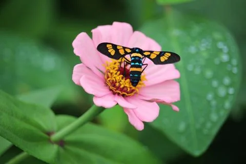Wasp moth or euchromia polymena sucking the juice of pink flower with blurr.. Stock Photos
