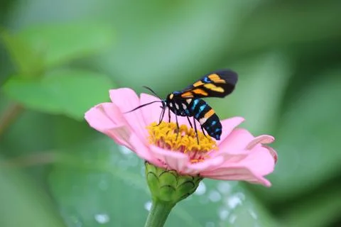 Wasp moth or euchromia polymena sucking the juice of pink flower with blurr.. Stock Photos