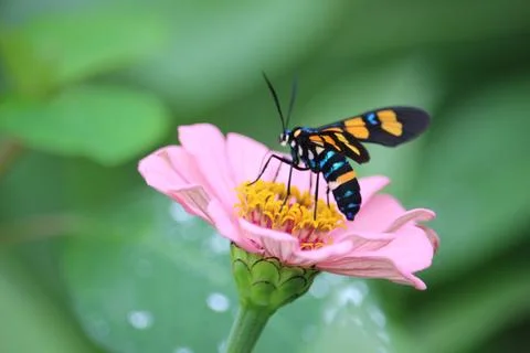 Wasp moth or euchromia polymena sucking the juice of pink flower with blurr.. Stock Photos