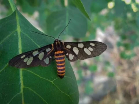 Wasp moth Stock Photos